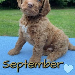 Australian Labradoodle Puppies from Lakeshore Labradoodles