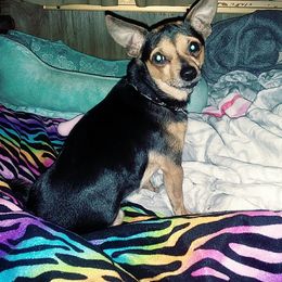 Chihuahuas from Nancy's Chihuahuas