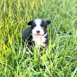 Toy Australian Shepherd All Grown Up from The Ranch of the Sun Toy Aussies