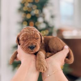 Fate - Red  female Goldendoodle puppy in Cookeville, Tennessee from Gravelle Family Farm
