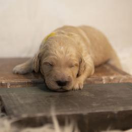 Yellow collar - Apricot male Goldendoodle puppy in Seffner, Florida from Gold Diamond Pup