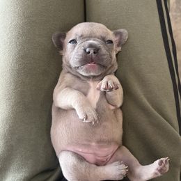 French Bulldog Puppies from Psycho Frenchies