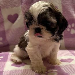 Xiao Jin (Little Gold) -AKC Champion Bloodline - Gold and white female Shih Tzu puppy in Long Beach, California from Prieto Shih-Tzu's