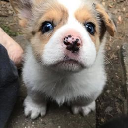American Corgi and Pembroke Welsh Corgi Puppies from Carolina Dreams Farm Corgis