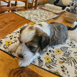 Bashful - Sable male Tibetan Terrier puppy in Dorena, Oregon from West Coast Tibetans