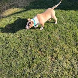 Bull Terrier Puppies from Lynn Hill Bull Terriers