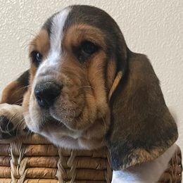 Basset Hounds from Country Corner Bassets