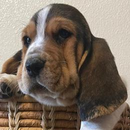 Basset Hounds from Country Corner Bassets