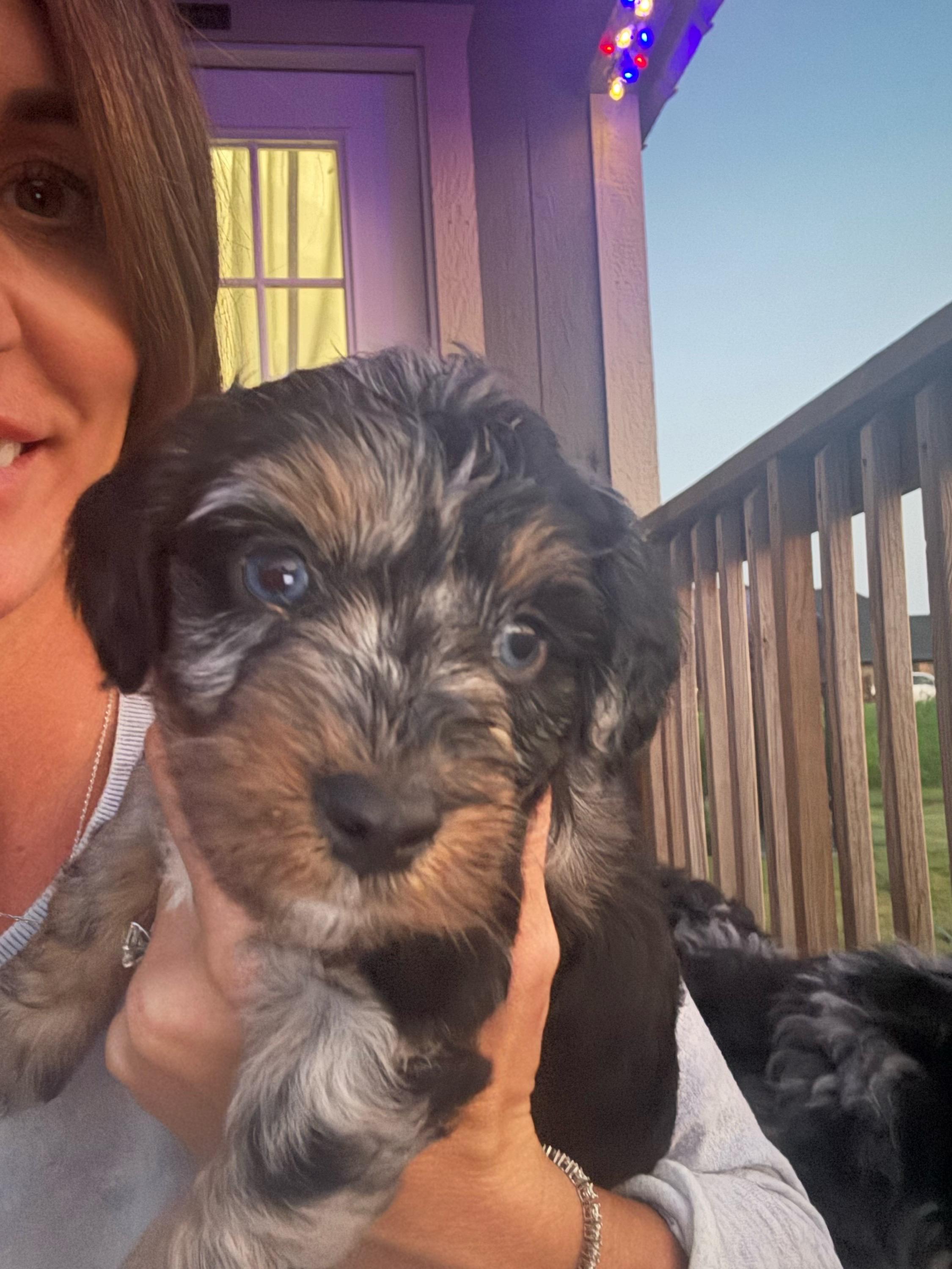Boy 4 (sherbet) - Blue merle male Aussiedoodle puppy in Paradise, Texas from Diamond Z Poodles & Doodles