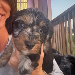 Boy 4 (sherbet) - Blue merle male Aussiedoodle puppy in Paradise, Texas from Diamond Z Poodles & Doodles