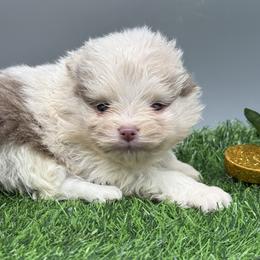 Lyla - Lavender female Pomeranian puppy in Newark, Ohio from Keeperofstars Pomeranians