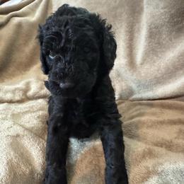 Camilla (Dk Pink Collar) - Black female Poodle puppy in Breckenridge, Texas from Cates Standard Poodles