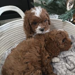 Cavapoos from Nancy Wipf