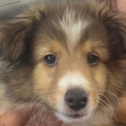 Jackson - Sable and white male Shetland Sheepdog puppy in Mc Minnville, Tennessee from Henotic Homestead's Shetland Sheepdogs