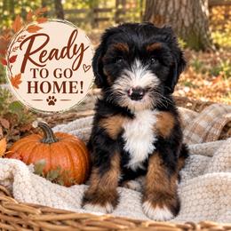 Astro - Tri-color male Bernedoodle puppy in Waco, Texas from Blessings Pups Doodles