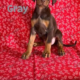Gray Collar - Red and rust male Doberman Pinscher puppy in Louisville, Kentucky from Ruiz Dobermans