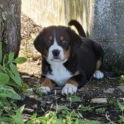 Greater Swiss Mountain Dogs and Labrador Retrievers from Donough Haven Labradors and GSMD