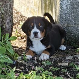 Greater Swiss Mountain Dogs and Labrador Retrievers from Donough Haven Labradors and GSMD