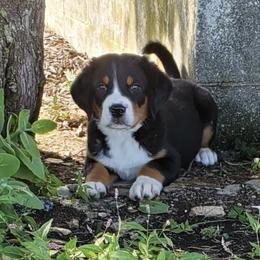 Greater Swiss Mountain Dogs and Labrador Retrievers from Donough Haven Labradors and GSMD