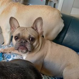 Ara - French Bulldog