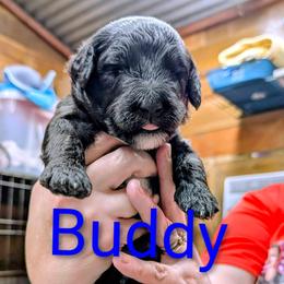 Buddy Holly - Parti male Goldendoodle puppy in Springtown, Texas from Country Pups Doodles