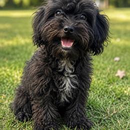 Abbie - Yorkipoo