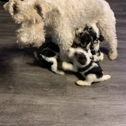 Wire Fox Terrier Puppies from BKS farm