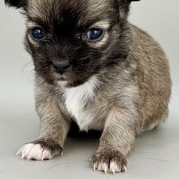 Jolene - Black sabled fawn female Chihuahua puppy in Westport, New York from Chantilly chihuahuas