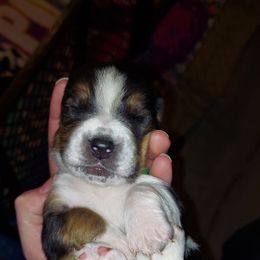Basset Hound Puppies from Bodenhamer Hounds