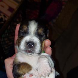 Basset Hound Puppies from Bodenhamer Hounds