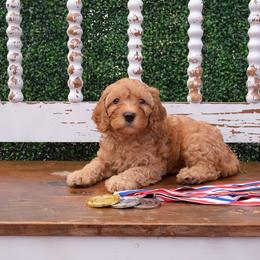 Australian Labradoodle Puppies from New England Labradoodles