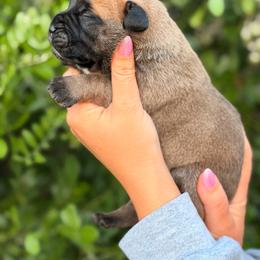 Neo - Red fawn male Bullmastiff puppy in San Antonio, Texas from Blushing Dawn Bullmastiffs