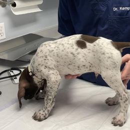 Eagle - White and liver German Shorthaired Pointer puppy in Logan, Utah from On Point Gun Dog's of Utah