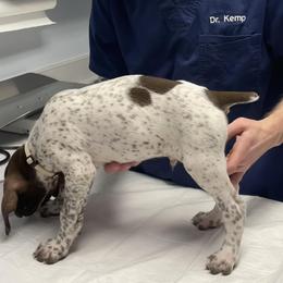 Eagle - White and liver German Shorthaired Pointer puppy in Logan, Utah from On Point Gun Dog's of Utah