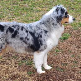 Shadow - Australian Shepherd