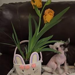 Greyson Long Star Angel - White and black male Chinese Crested puppy in Amarillo, Texas from Victoria's Chinese Cresteds Long Star Angels