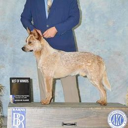 Monty - Australian Cattle Dog