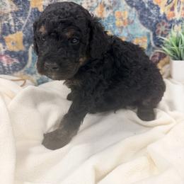 Crumbl - Sable male Bernedoodle puppy in Silver Lake, Indiana from ‘Mut’zger Doodles