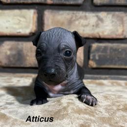 Atticus - Black and tan male American Hairless Terrier puppy in Buckingham, Illinois from Gaus Hof