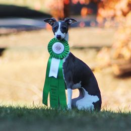 Italian Greyhound Puppies from Macabre Italian Greyhounds