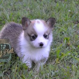American Corgi and Pembroke Welsh Corgi Puppies from Half-Pint Corgis