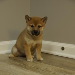 Shiba Inu Puppies from Veronika's Shiba Inus