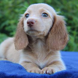 Fea - Cream female Dachshund puppy in Hazlehurst, Georgia from DrakeFire Dachshunds