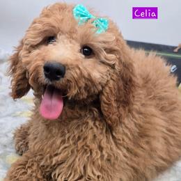 Celia - Apricot female Goldendoodle puppy in Neillsville, Wisconsin from Granton Creek