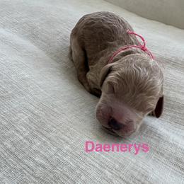Daenerys - Red  female Goldendoodle puppy in Richmond, Texas from Harper’s Heartbeats