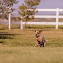 Australian Cattle Dog Puppies from Drakes Australian Cattle Dogs