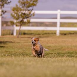 Australian Cattle Dog Puppies from Drakes Australian Cattle Dogs