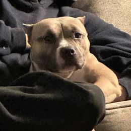 Cha Cha - American Bully