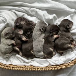 French Bulldog Puppies from Cream of the Crop Frenchies