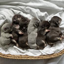 French Bulldog Puppies from Cream of the Crop Frenchies